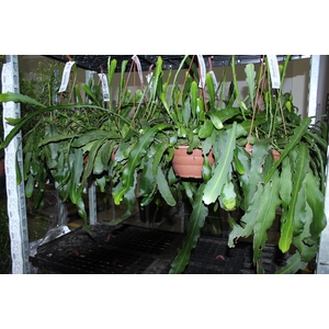 EPIPHYLLUM PHYLLANTHUS C21