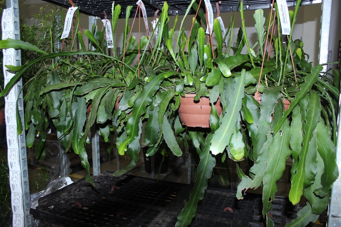 <h4>EPIPHYLLUM PHYLLANTHUS C21</h4>