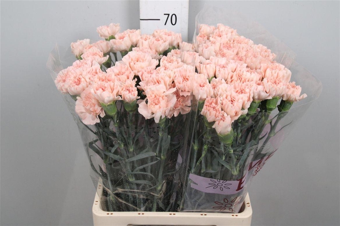 <h4>Di St Noviado</h4>