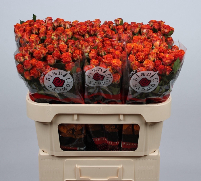 <h4>R TR SMASHING</h4>