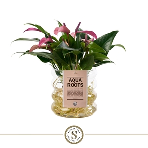 Aqua Roots Riccio glas Zizou