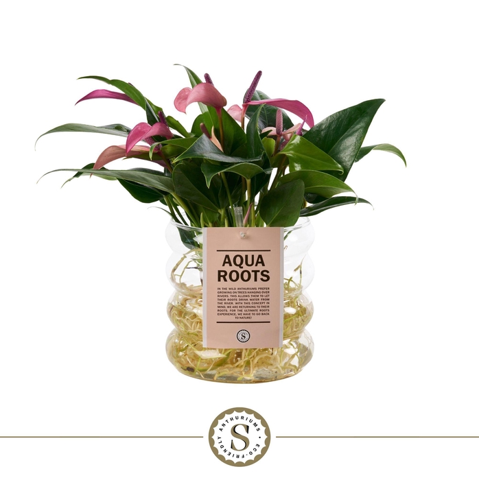 <h4>Aqua Roots Riccio glas Zizou</h4>