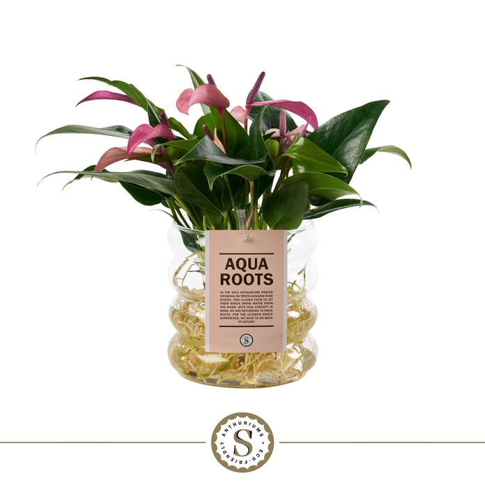 <h4>Aqua Roots Riccio glas Zizou</h4>