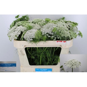 AMMI VIS CASABLANCA