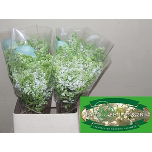 SYR V MME FL STEPMAN