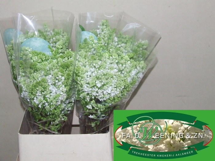 <h4>SYR V MME FL STEPMAN</h4>