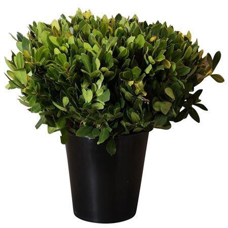 <h4>Arbutus</h4>