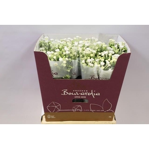 Bouvardia si white sensation