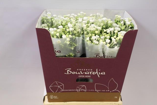 <h4>Bouvardia si white sensation</h4>
