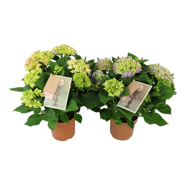 <h4>Hydrangea bicolor mix 7/8 flowers</h4>