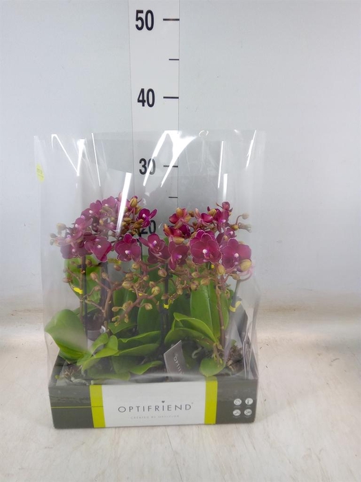 <h4>Phalaenopsis multi.   ...red</h4>