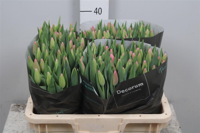 <h4>Tu En Milkshake</h4>