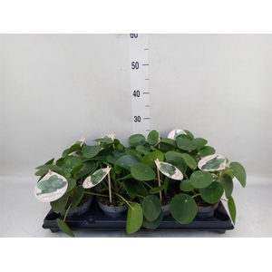 Pilea peperomioides