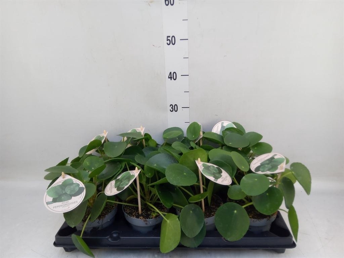 <h4>Pilea peperomioides</h4>