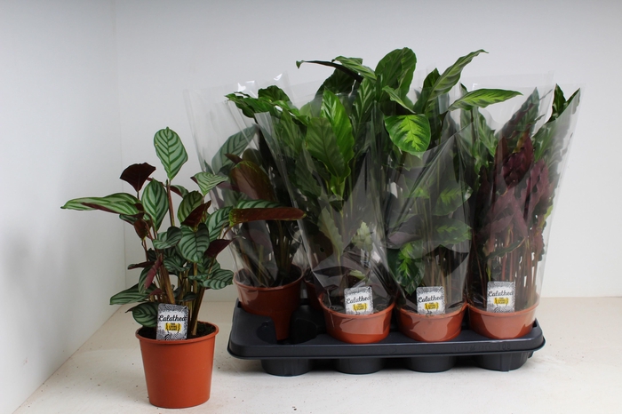 <h4>CALAT GEM 4 SRT</h4>