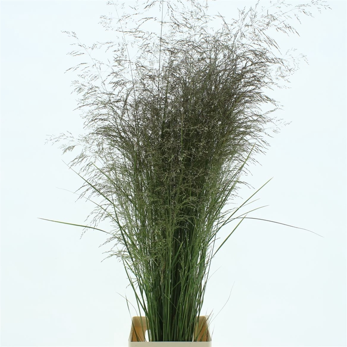 <h4>Deschampsia Bruin</h4>