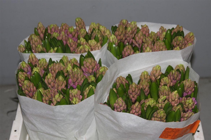 <h4>Hyac Anna Liza</h4>