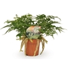 Humata Tyermannii HU2RA