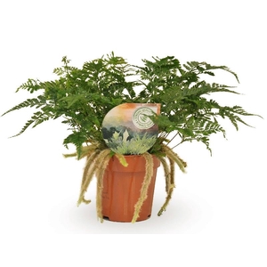 Humata Tyermannii HU2RA
