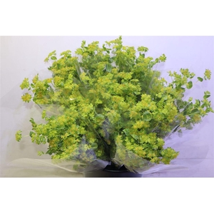 Bupleurum Rotundifol X5