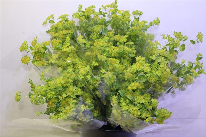 <h4>Bupleurum Rotundifol X5</h4>