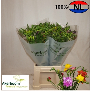 Fr En Mix Akerboom