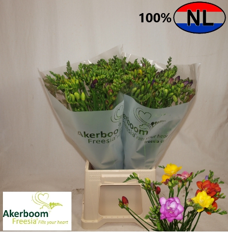 <h4>Freesia Gemengd x150</h4>