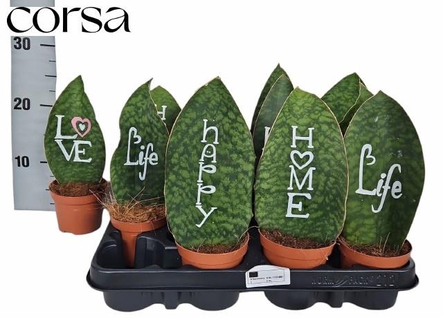 <h4>SANSEV TRIFASCIA OV</h4>