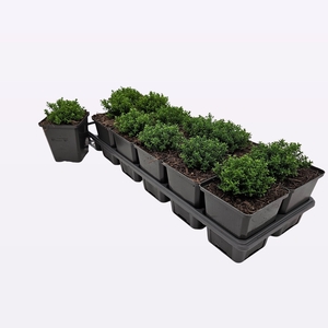 Hebe 'Emerald Green'