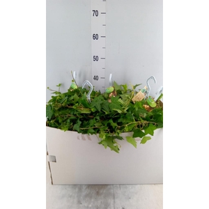 Hedera helix 'Pittsburgh'