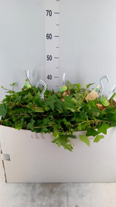 <h4>Hedera helix 'Pittsburgh'</h4>