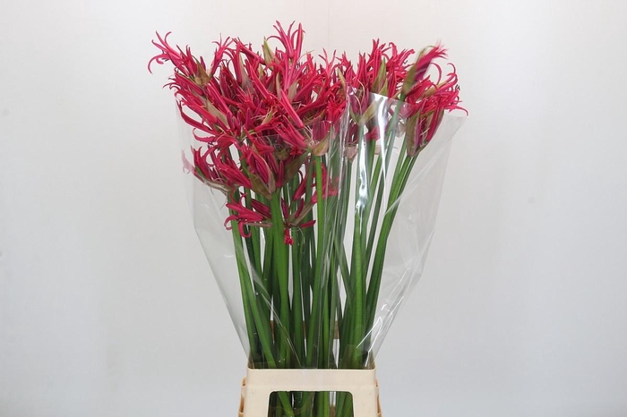 <h4>Nerine Minerva</h4>