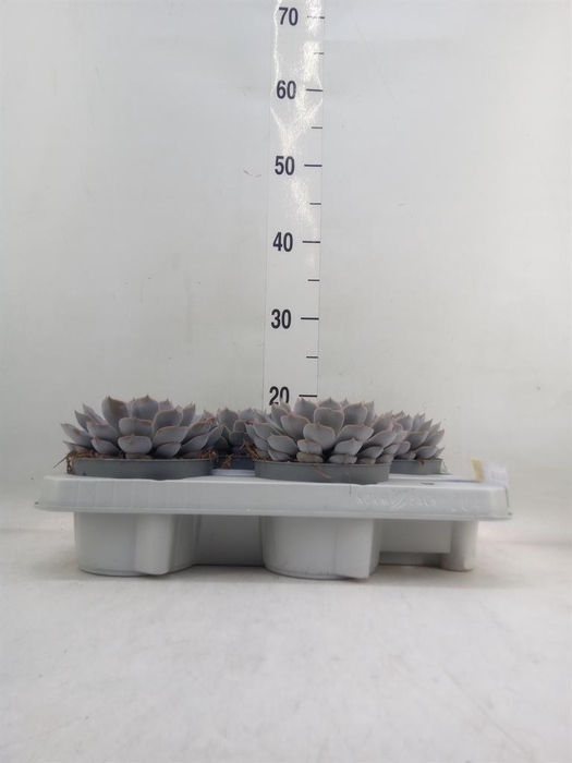 <h4>Echeveria  'Orion'</h4>