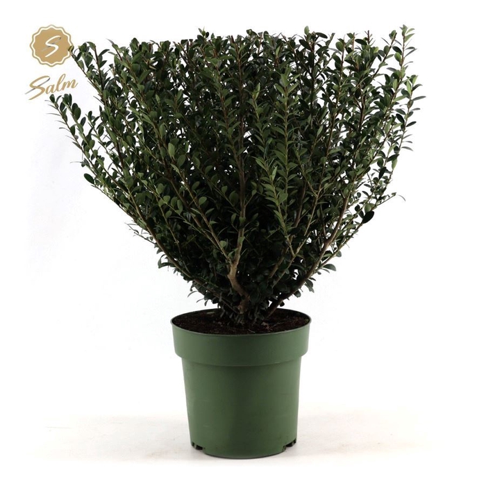 <h4>Ilex crenata 'Jenny'</h4>