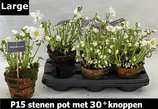 <h4>HELLEBORUS WINTER FLEUR NAKED P15 30+</h4>