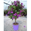 Bougainvillea overig