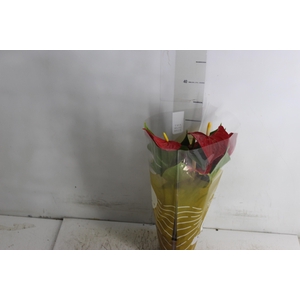 ANTHURIUM P12 VERMELHO