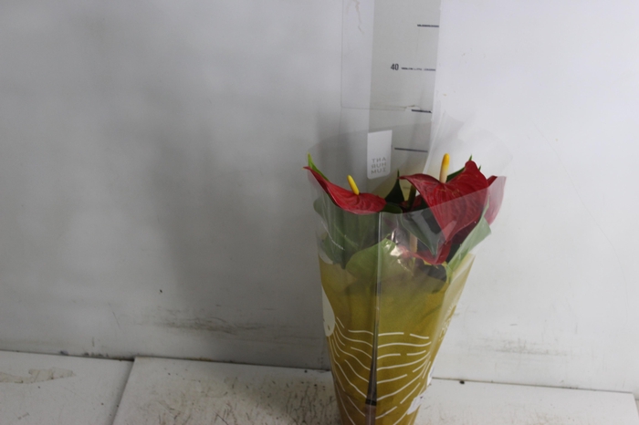 <h4>ANTHURIUM P12 VERMELHO</h4>