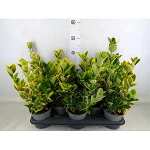 Euonymus japon. 'Aureus'