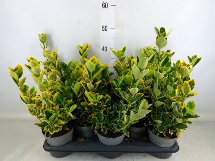 <h4>Euonymus japon. 'Aureus'</h4>