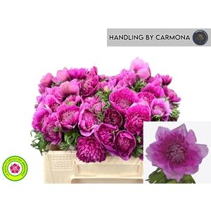 ANEM CO LEVAN FUCSIA