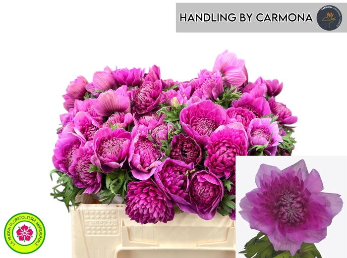 <h4>ANEM CO LEVAN FUCSIA</h4>