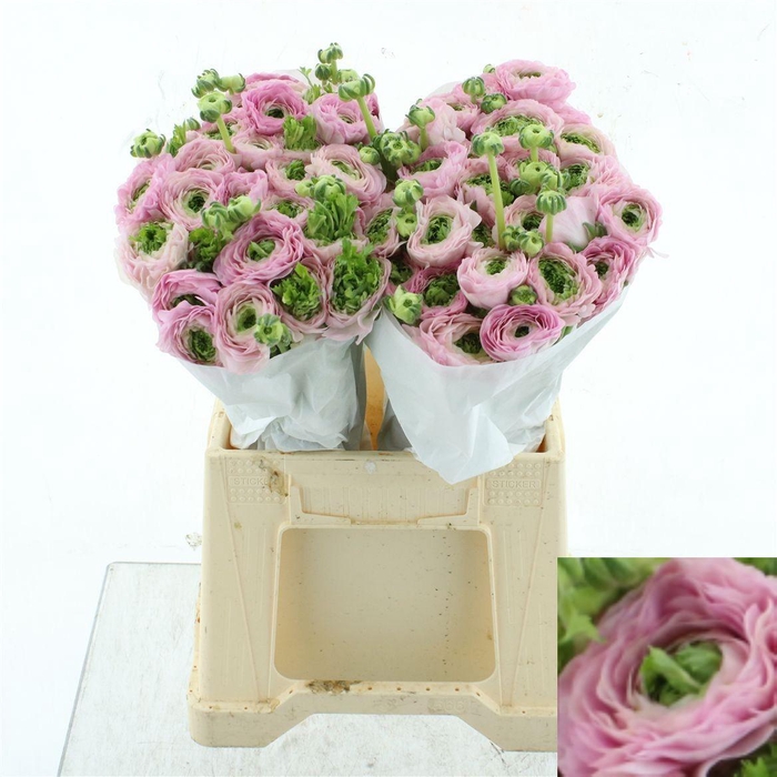 <h4>RANUNCULUS OV</h4>