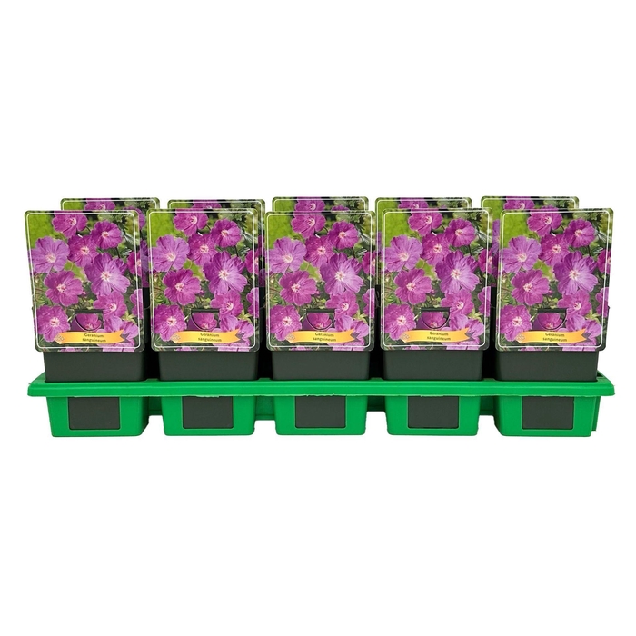<h4>Geranium sanguineum</h4>