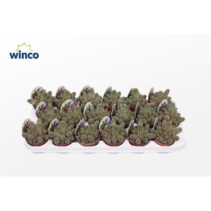 Chamaecereus Silvestrii