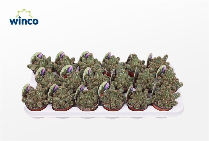 <h4>Chamaecereus Silvestrii</h4>