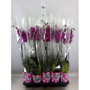 Phalaenopsis   ...lilac