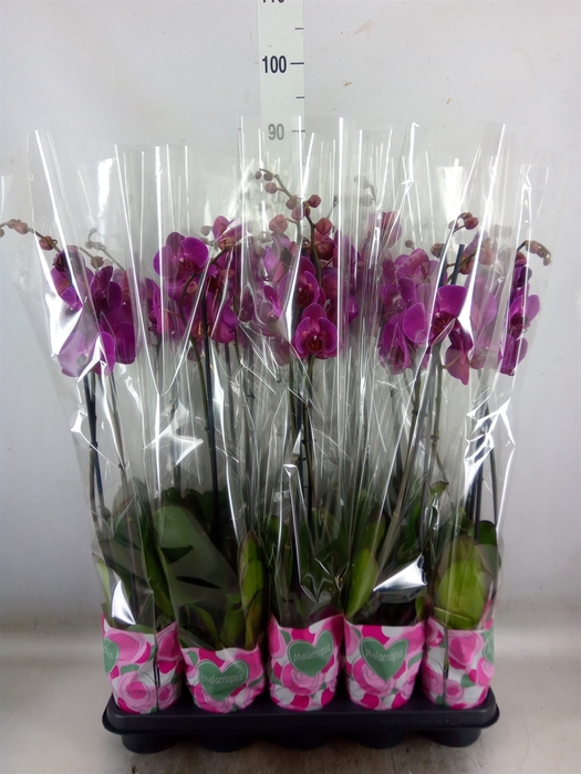 <h4>Phalaenopsis   ...lilac</h4>