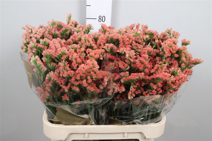<h4>Lim S Royal Orange</h4>