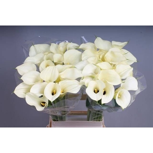 Calla Snowstar
